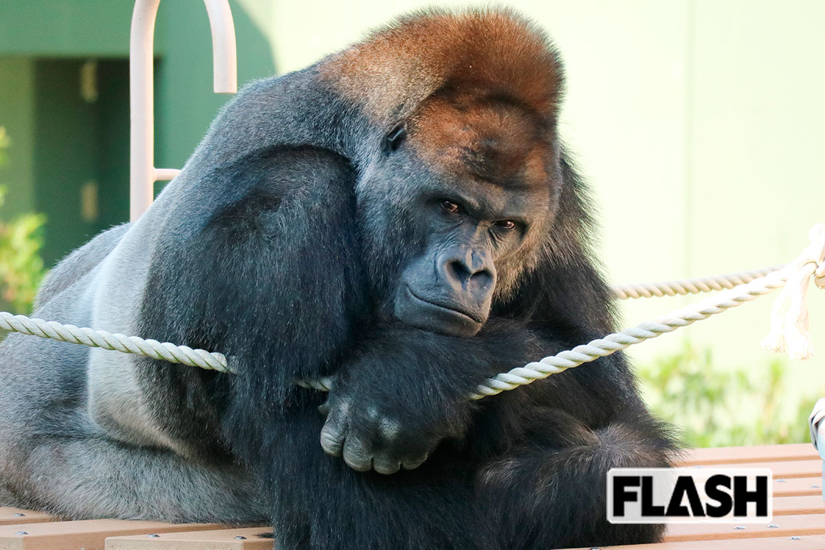 ＜ニシゴリラ（名古屋市東山動植物園ほか）＞国内では東山のほか、上野動物園、京都市動物園などで計19頭が飼育されている。ただ、血縁関係のない個体が少なくなっており、繁殖にも課題が多い／写真提供・名古屋市東山動植物園