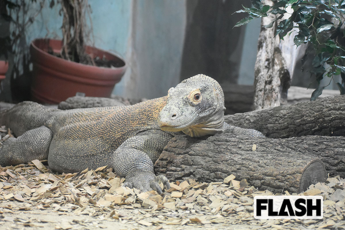 ＜コモドオオトカゲ（名古屋市東山動植物園）＞日本での飼育は名古屋市東山動植物園の1頭のみ。オスの14歳で名前はタロウ。「健康状態は良好。食欲旺盛です。野生と違い単調な環境のなかで、いかに運動させるか、レイアウトを時々変更するなど工夫しています」（飼育担当）／写真提供・名古屋市東山動植物園