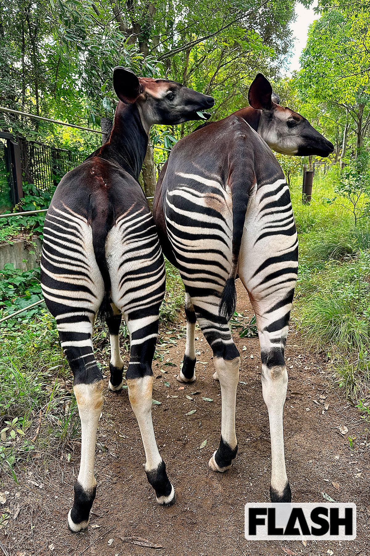 ＜オカピ（よこはま動物園ズーラシアほか）＞「世界三大珍獣」のキリン科の動物。日本ではズーラシアの4頭と金沢動物園（横浜）の1頭のみ。「国内での飼育データが少ないため、海外から情報収集をしながら、飼育管理方法を検討する点」（ズーラシア）が難しいという／写真提供・よこはま動物園ズーラシア