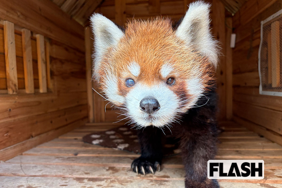＜レッサーパンダ（千葉市動物公園ほか）＞風太の近影。動き回ることはなくなったが食欲は旺盛