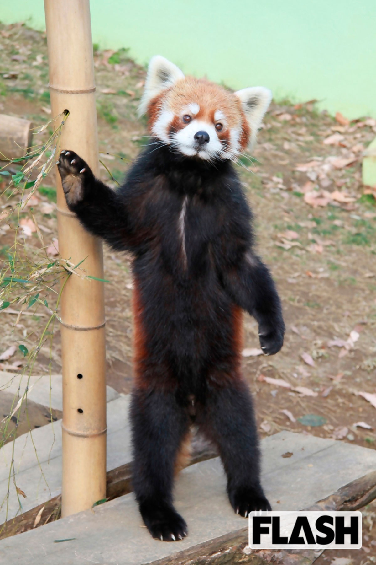 2006年ごろの風太。背筋をピンと張って立ち上がる姿で人気を集めた