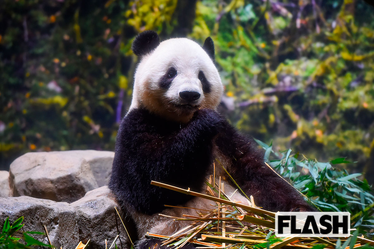 上野動物園には連日の大行列…パンダだけじゃない！日本で「もう観られなくなる」人気動物10