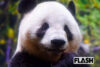 上野動物園には連日の大行列…パンダだけじゃない！日本で「もう観られなくなる」人気動物10