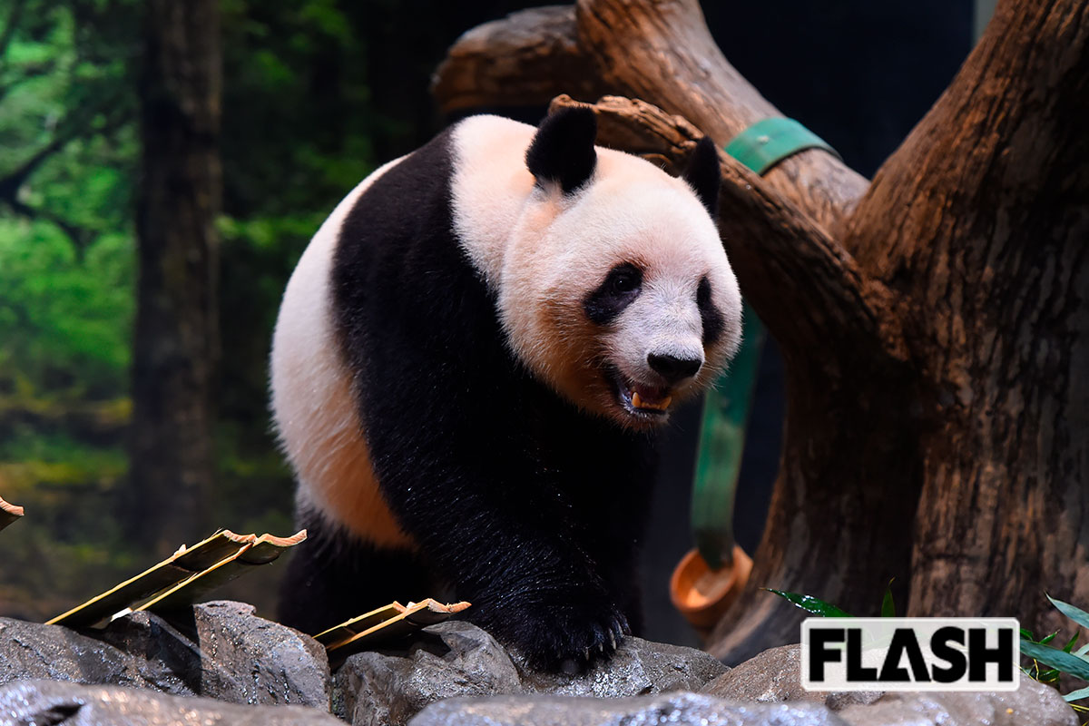 ＜ジャイアントパンダ（上野動物園）＞「世界三大珍獣」の一種で、日本ではアドベンチャーワールドや神戸市立王子動物園でも飼育されていたが、現在は上野のシャオシャオ（オス・上写真）とレイレイ（メス）の2頭。写真提供・（公財）東京動物園協会