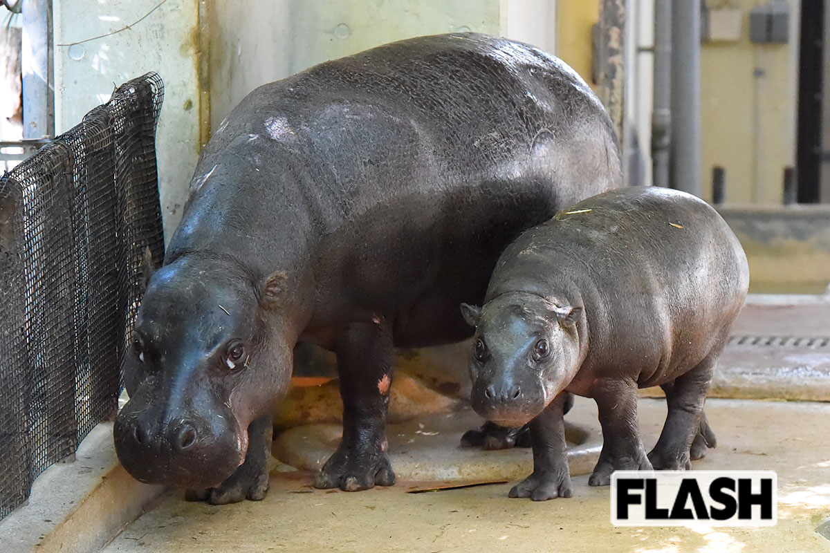 ＜コビトカバ（上野動物園ほか）＞「世界三大珍獣」の一種。成獣でも体重は250kgほど。上野動物園では2025年3月に生まれたコブシ（オス）を含めた4頭を飼育。国内ではほかにも、東山動植物園、いしかわ動物園、神戸どうぶつ王国などを合わせ合計15頭が飼育されている／写真提供・（公財）東京動物園協会