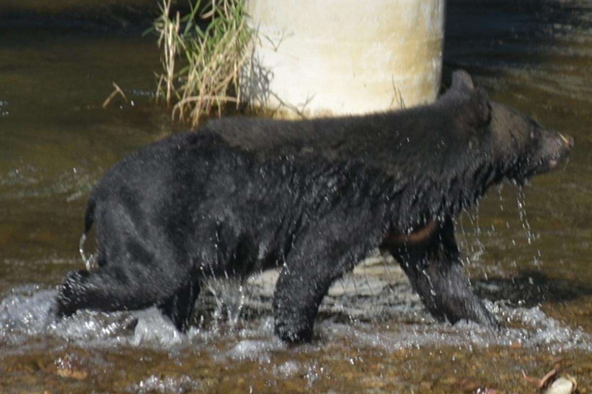 人間をナメきった「新世代クマ」が襲ってくる！西日本は4月にも人里に現れる…