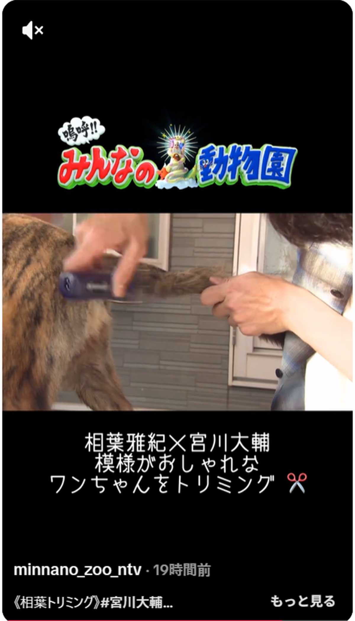 保護犬をトリミングする相葉雅紀（画像・1月17日投稿の【公式】嗚呼!!みんなの動物園』のTikTok「＠minnano_zoo_ntv」より）
