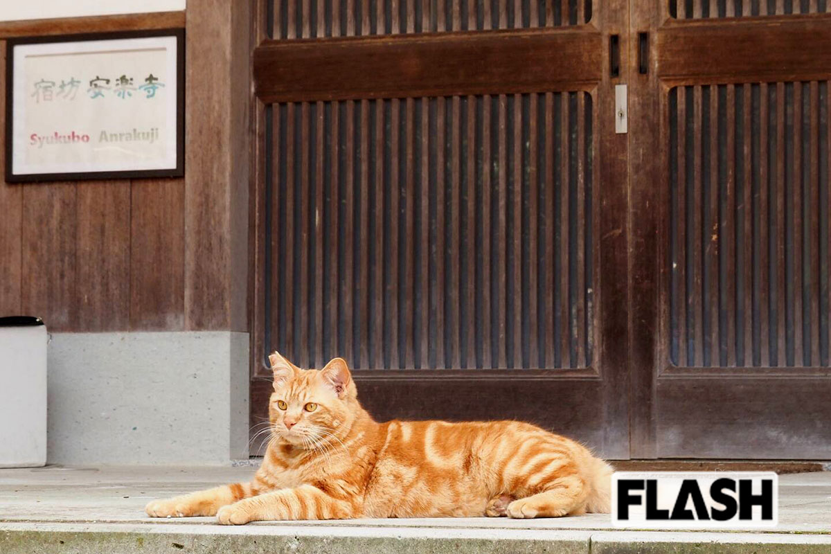 保護猫がいる「宿坊安楽寺」