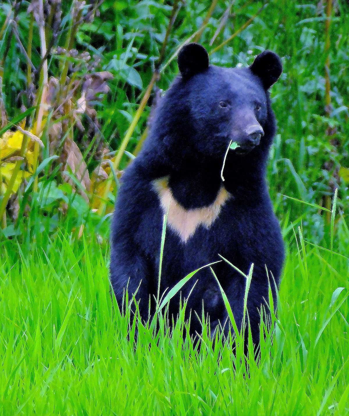 ツキノワグマ（写真提供・日本ツキノワグマ研究所）