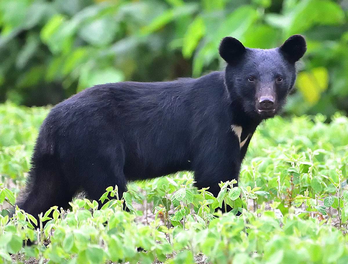ツキノワグマ（写真提供・日本ツキノワグマ研究所）