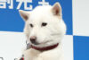 上戸彩との掛け合いで人気となったソフトバンク「初代お父さん犬」カイくんのギャラ “2億4000万円説” に視聴者騒然