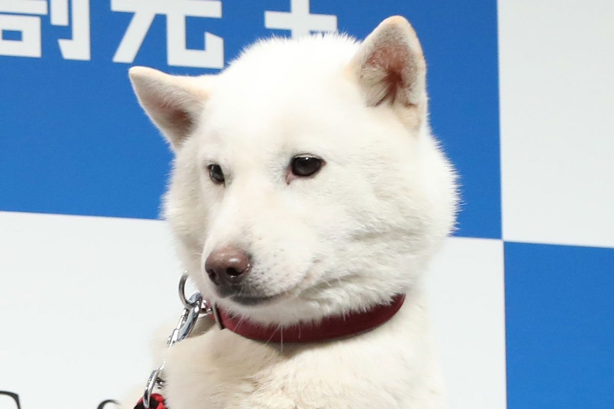 上戸彩との掛け合いで人気となったソフトバンク「初代お父さん犬」カイくんの…