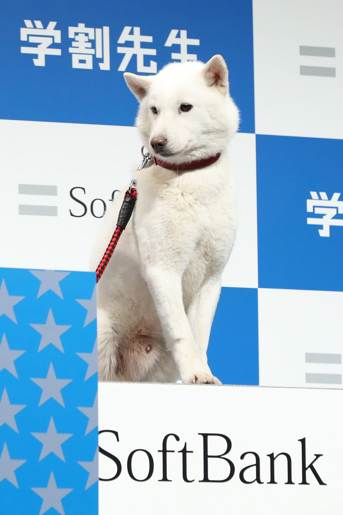 上戸彩との掛け合いで人気となったソフトバンク「初代お父さん犬」カイくんのギャラ “2億4000万円説” に視聴者騒然