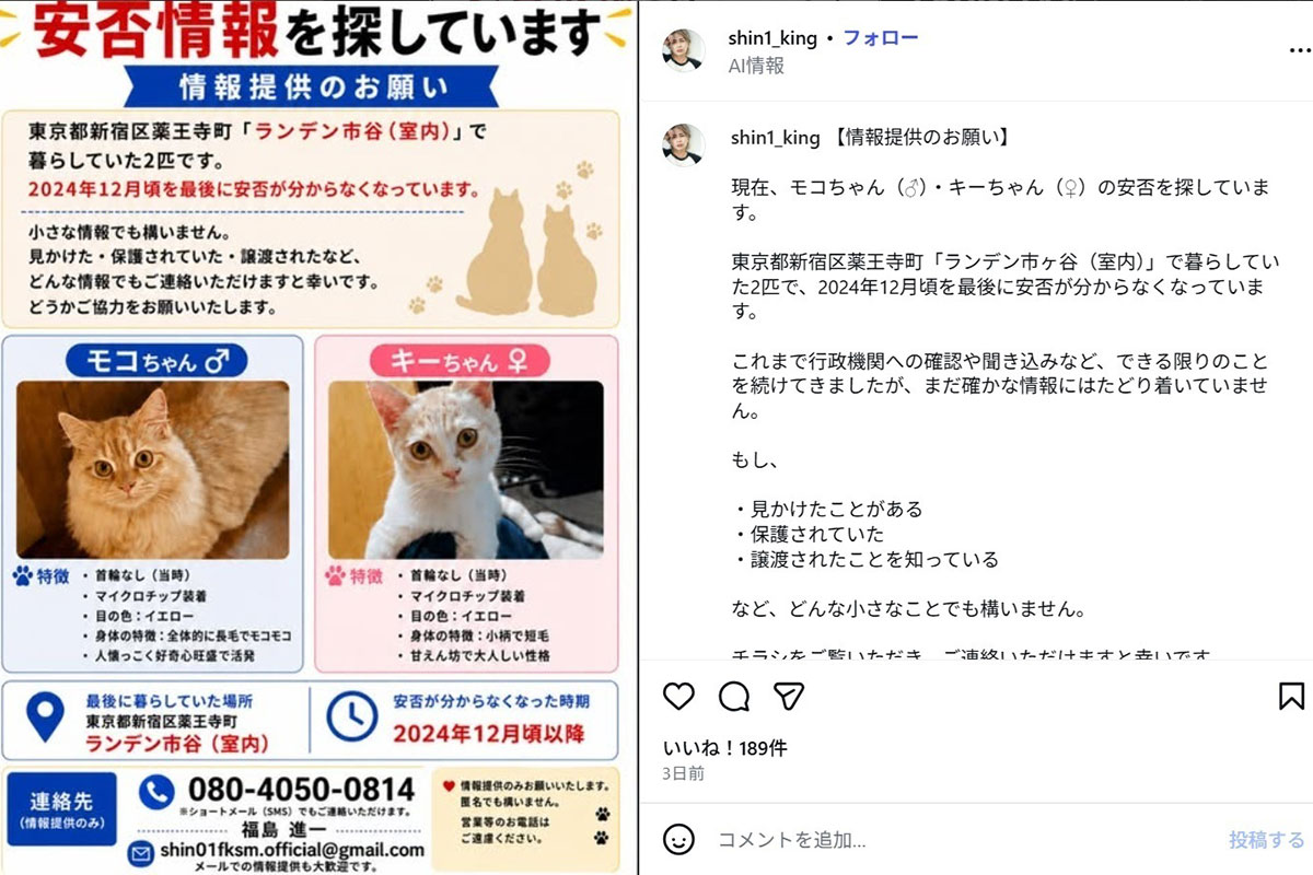 元タレントの坂口杏里の飼い猫(@shin1_kingのInstagramより)
