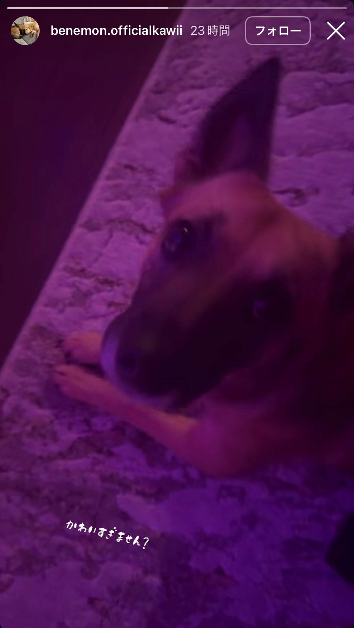 愛犬専用のInstagramを更新した三山凌輝。派手なライトのついた部屋で過ごす愛犬の姿をアップした(画像・Instagram「benemon.officialkawii」より)