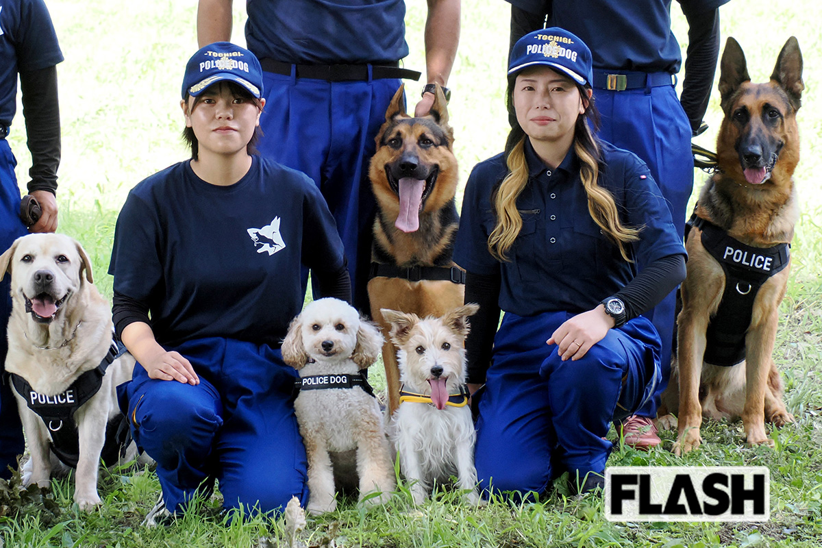【トイプードル警察犬、現場を駈ける】犬種不問になって “シェパード一強” に変化が…指導手に聞いた育成事情「人が育たなきゃ、犬も育ちません!」