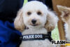 【トイプードル警察犬、現場を駈ける】犬種不問になって “シェパード一強”…