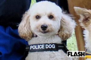 【トイプードル警察犬、現場を駈ける】犬種不問になって “シェパード一強” に変化が…指導手に聞いた育成事情「人が育たなきゃ、犬も育ちません！」