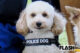 【トイプードル警察犬、現場を駈ける】犬種不問になって “シェパード一強” に変化が…指導手に聞いた育成事情「人が育たなきゃ、犬も育ちません！」