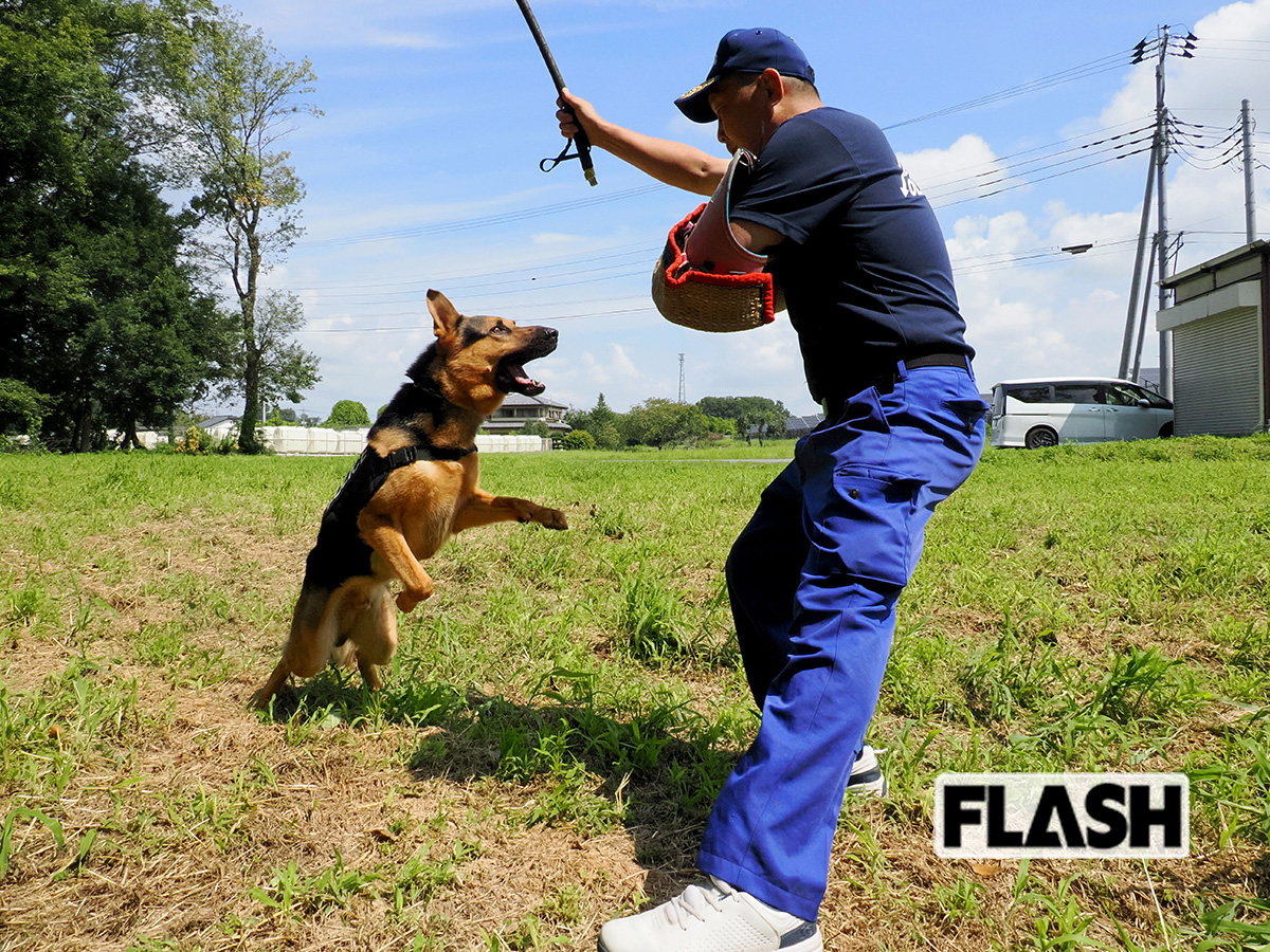 犯人制圧を想定した警戒訓練で、プロテクターをめがけて力強く飛びかかるジャーマン・シェパードのイヴァン（オス5歳、写真・保坂駱駝）