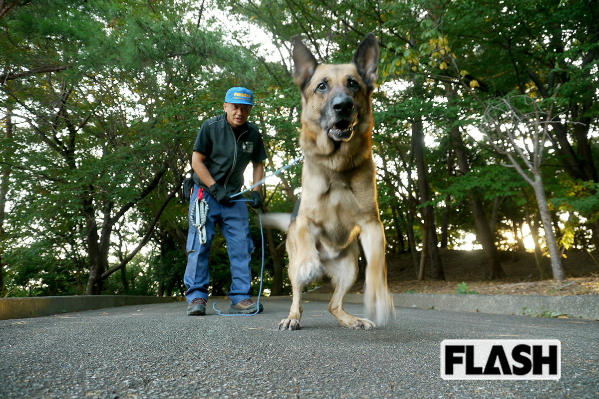 福岡県警の栗原警部補とジャーマン・シェパードのアレックス（9歳半オス）。警察犬引退の目途は10歳というが、まだまだ元気いっぱい！