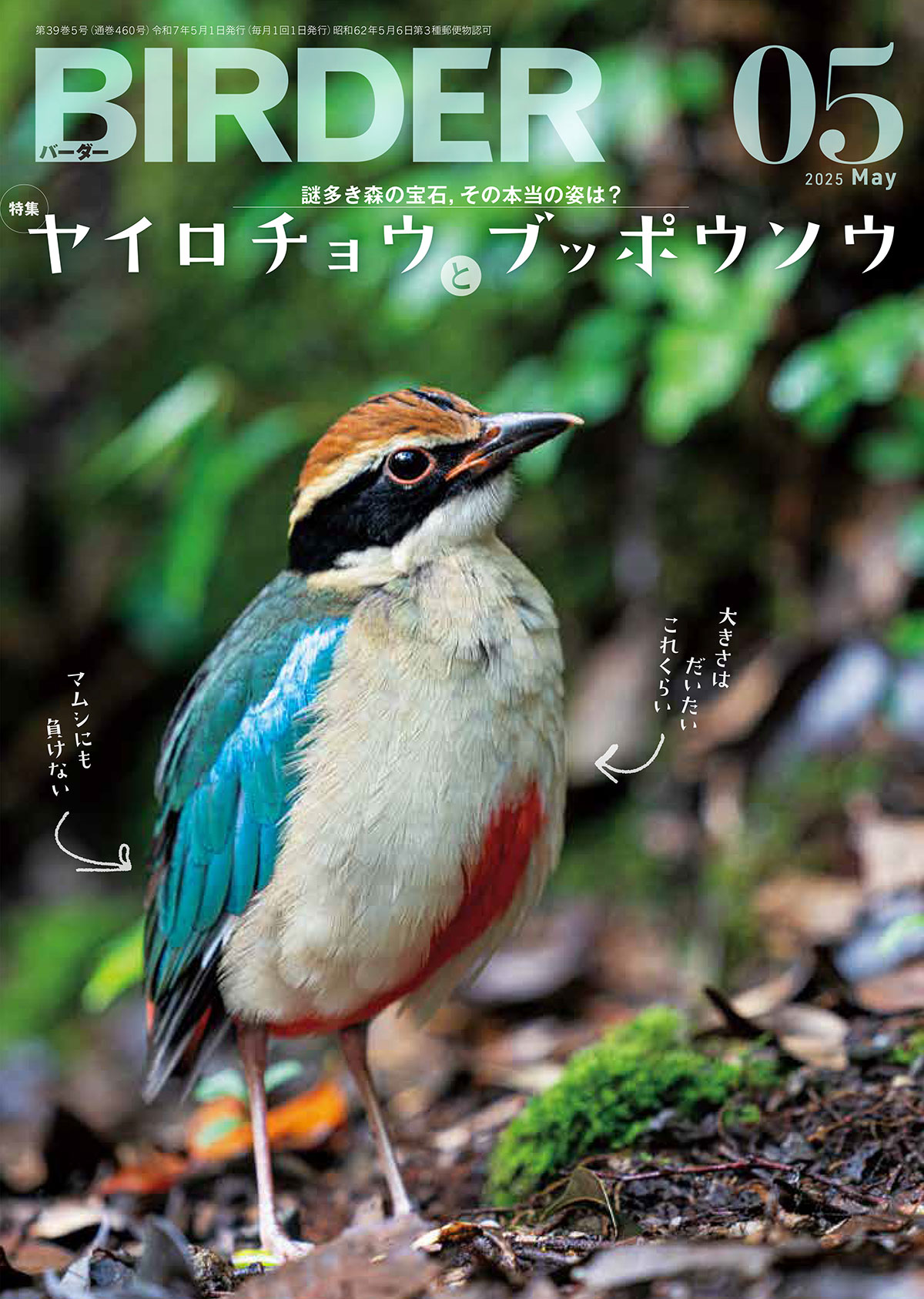 「BIRDER」創刊年：1987年。発行部数：3万部。おもな読者層：中心は50～70代の男性だが、10代にも小さなピークがあり、近年は女性の比率も増大。親から子へと世代間の広がりも見られる。人気企画・強み：毎号、掲載される読者からの「投稿写真コーナー」や、バードウォッチングに適した旬の各地を紹介する連載などが人気企画となっている。野鳥観察の技量向上に向けたノウハウから、写真撮影のコツ、鳴き声の聞き分け方、さらには鳥の生態や進化の歴史までを総合的に伝えており、愛好家だけでなく一般の読者にも十分に楽しめる間口の広さと圧倒的な専門性の高さが強み