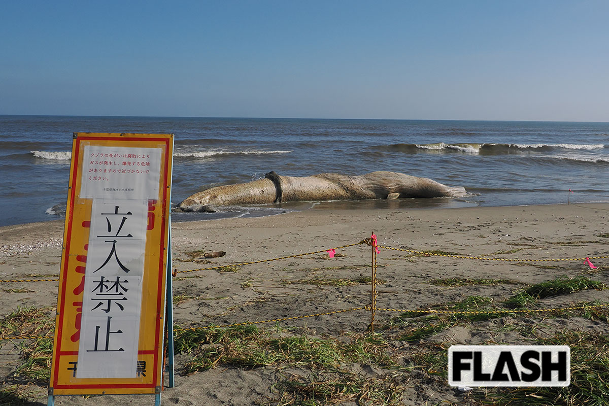 【千葉漂着クジラ】発見5日目で「今日は臭い」腐敗進む…爆発の危険と「科博」調査決定