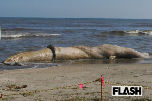 【千葉漂着クジラ】発見5日目で「今日は臭い」腐敗進む…爆発の危険と「科博」調査決定