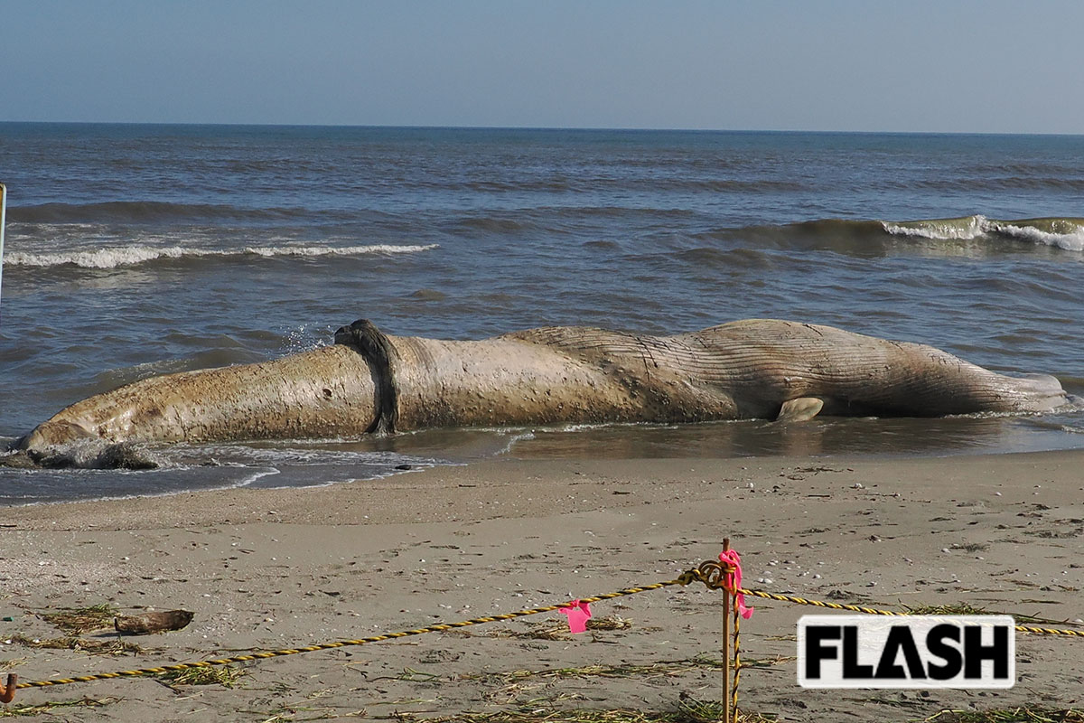 【千葉漂着クジラ】発見5日目で「今日は臭い」腐敗進む…爆発の危険と「科博…