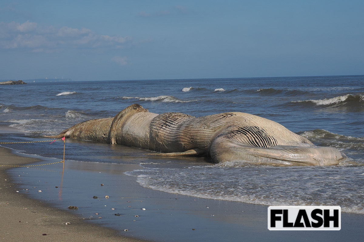腐敗が進み、臭いや変色が見られる巨大クジラ（写真・梅基展央）