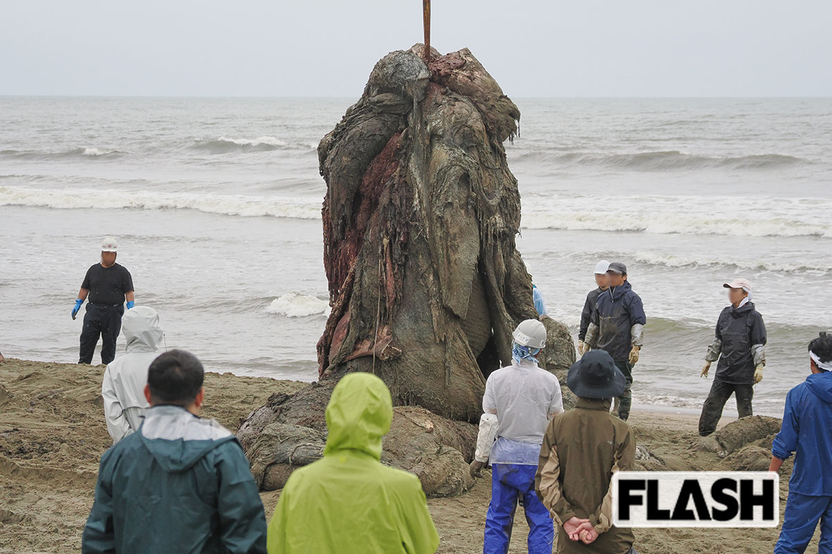 千葉に打ち上げられたクジラ、ついに解体“大人5人分”の頭蓋骨は大きく割れ…
