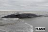 千葉の海岸で大型クジラ2頭めが漂着、専門家も「かなり珍しい」ネットでささ…