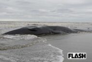 千葉の海岸で大型クジラ2頭めが漂着、専門家も「かなり珍しい」ネットでささやかれる地震・試掘との関係