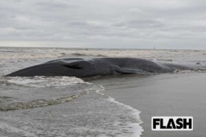 千葉の海岸で大型クジラ2頭めが漂着、専門家も「かなり珍しい」ネットでささやかれる地震・試掘との関係