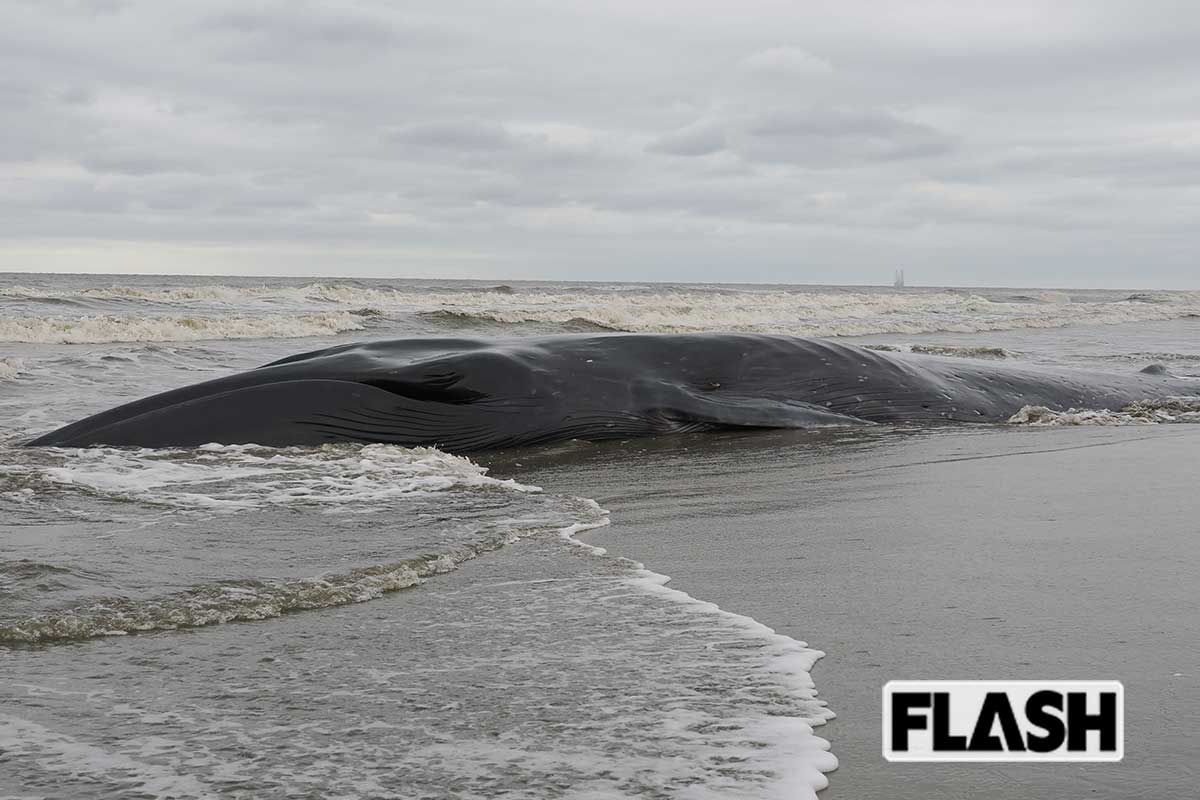 千葉の海岸で大型クジラ2頭めが漂着、専門家も「かなり珍しい」ネットでささ…