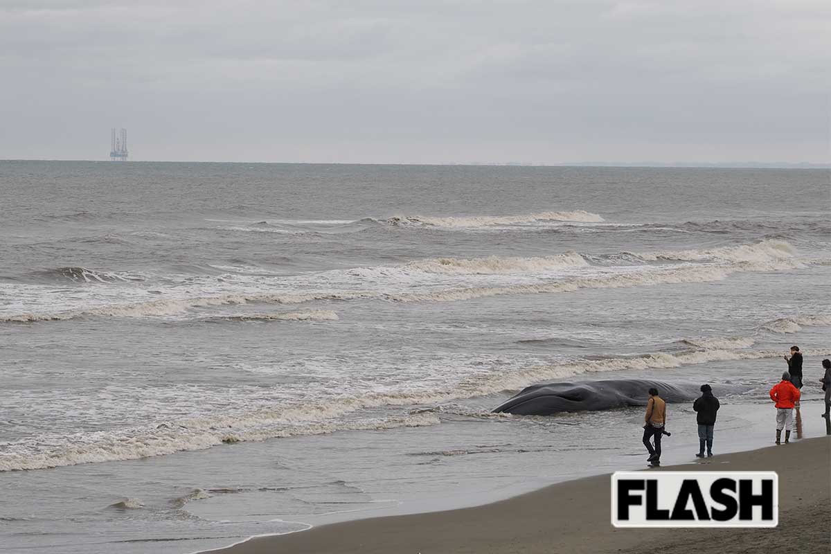クジラが打ち上げられた九十九里沖約5kmの地点に見える、二酸化炭素の貯留事業のために試掘プラットフォーム（写真・梅基展央）