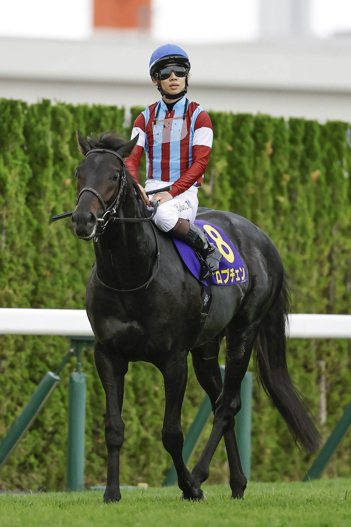 【100億円が紙屑に】三冠狙うロブチェンが菊花賞で14着惨敗…歴代三冠馬との決定的な差