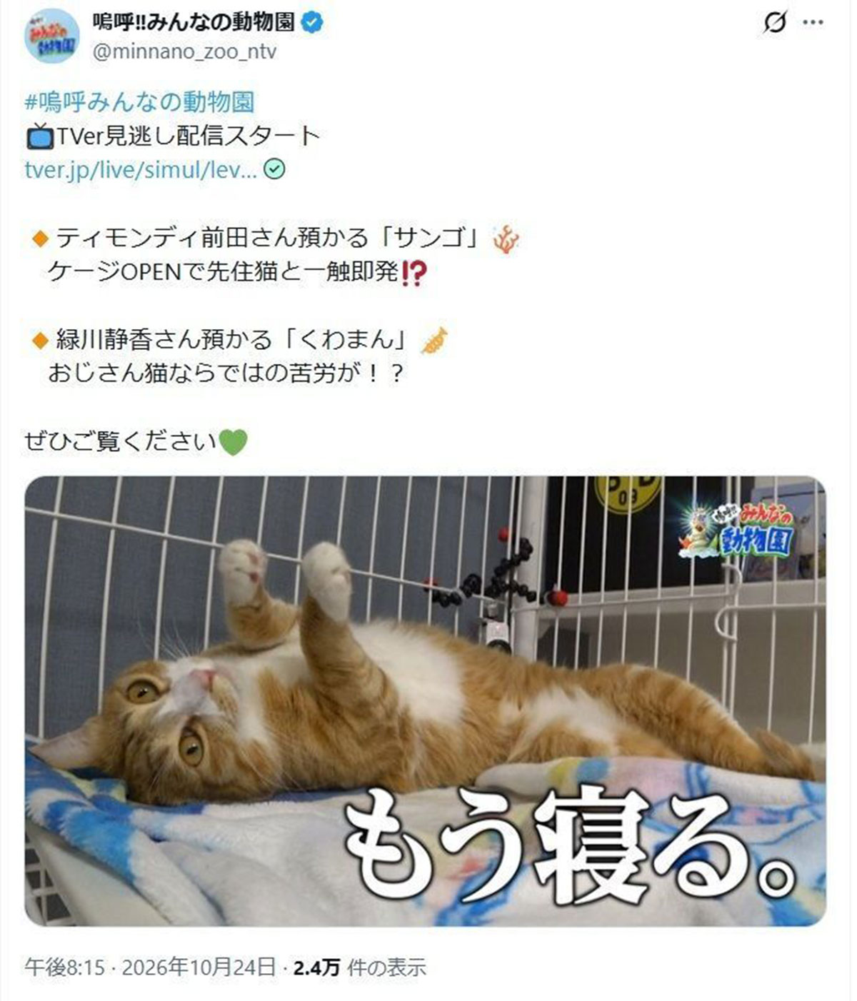 10月24日放送の『嗚呼!! みんなの動物園』(日本テレビ系)の保護猫回の告知(写真・番組の公式Xより)
